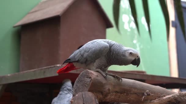 Kongo Afrika Gri Papağanı Psittacus Erithacus Eğiliyor Kameraya Bakıyor Gagasını — Stok video