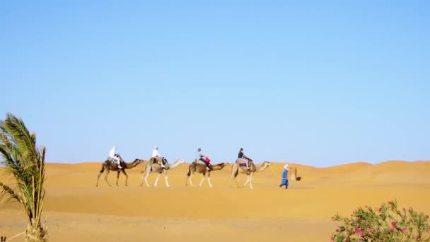 由Young Tuareg带领的在撒哈拉沙漠的骆驼之旅 撒哈拉沙漠中的商队旅游背景 — 图库视频影像