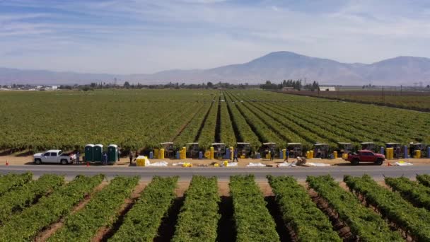 Aerial Close Push Shot Field Workers Picking Fruit Side Road — Stock Video