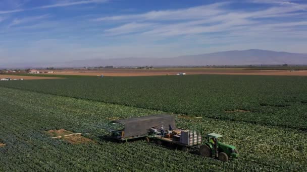 Primer Plano Panorámica Aérea Los Trabajadores Campo Cargando Cosecha Cultivos — Vídeos de Stock