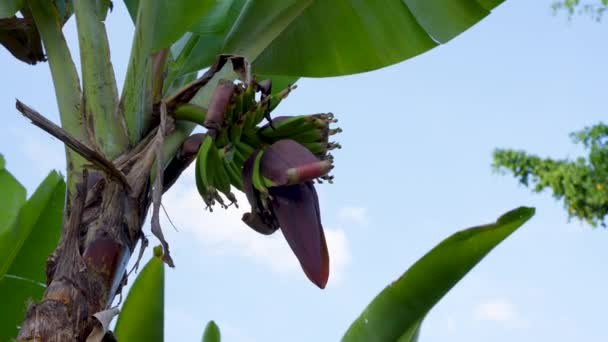 Bananenbaum Mit Blüte Und Stiel Junger Grüner Bananen Vor Blauem — Stockvideo