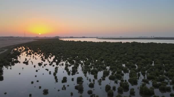 Vista Dall Alto Delle Splendide Mangrovie Degli Emirati Arabi Uniti — Video Stock