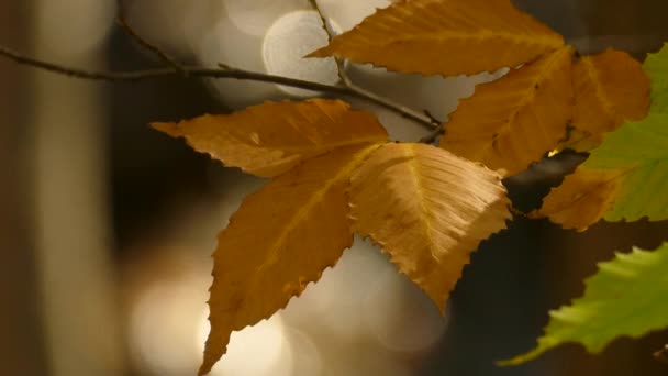 Folhas Amarelas Ramo Com Efeito Bokeh Temporada Outono — Vídeo de Stock