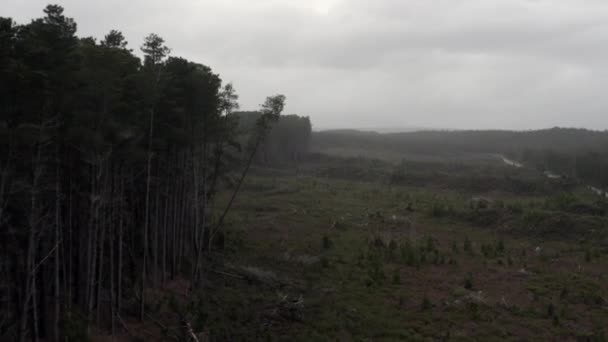 Luchtfoto Drone Vliegt Langs Een Bos Een Humeurige Winterdag Tasmanië — Stockvideo