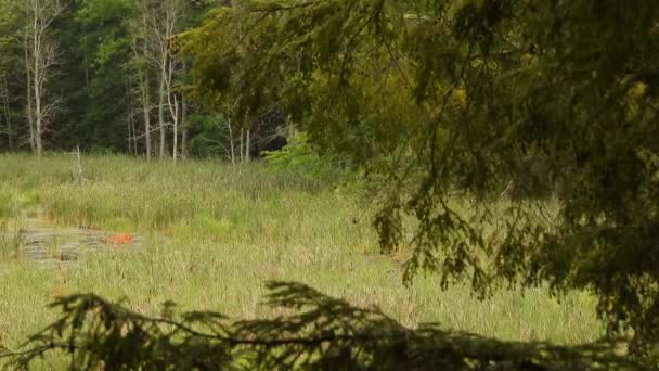 Weibliche Hirsche Stehen Auf Einer Grünen Wiese Umgeben Von Waldbäumen — Stockvideo