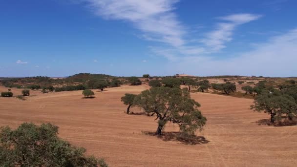 Fly Cork Oak Tree Field Summer Alentejo Plains Portugal Повітряний — стокове відео