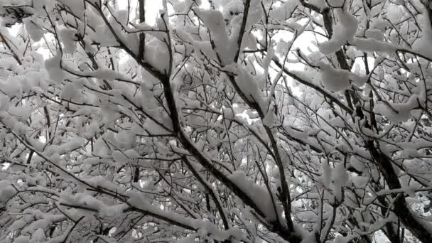 Imágenes Cerca Ramas Árboles Cubiertas Por Una Gruesa Capa Nieve — Vídeos de Stock