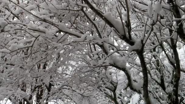 这个地方在冬天是一片森林 拍摄了覆盖在厚厚的积雪中的树枝的特写镜头 人们看到几片雪花落在树前 — 图库视频影像