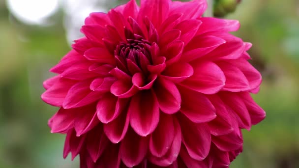 Pink Colored Petals Dahlia Growing English Garden — Stock Video