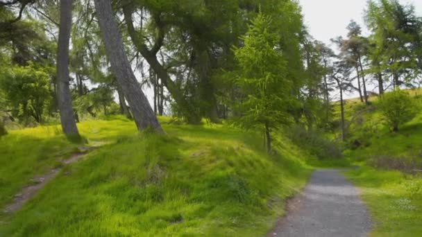 Ścieżka Żwirowa Zielonym Trawiastym Wąwozie Leśnym Lomond Hills Szkocja — Wideo stockowe