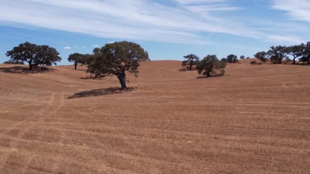 Portekiz Alentejo Kentinin Kırsal Kesiminde Meşe Ağacı Mantarlı Altın Çayırlar — Stok video