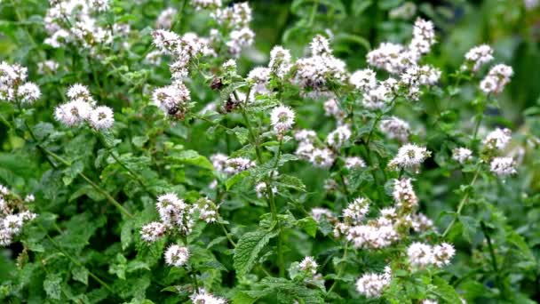 Insectos Zumbando Alrededor Las Flores Del Jardín Hierbas Menta Creciendo — Vídeo de stock