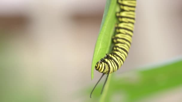 Lagarta Monarca Sul Come Folhas Planta Milkweed Tropical — Vídeo de Stock