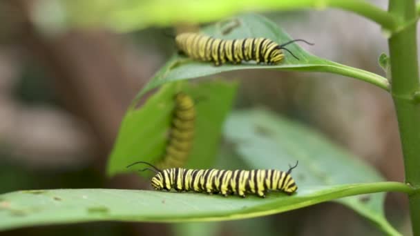 Тропическое Молочное Растение Гусеницами Бабочками Южного Монарха — стоковое видео