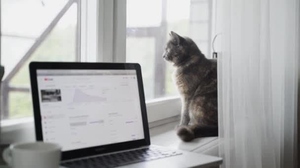 Gatto Guardando Fuori Dalla Finestra Piedi Vicino Computer Portatile Tazza — Video Stock