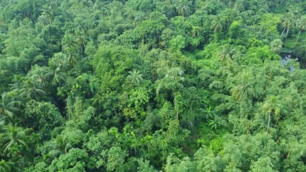 Вид Воздуха Беспилотника Глубокие Зеленые Джунгли — стоковое видео