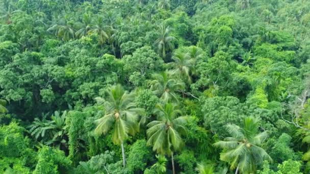 Вид Воздуха Сверху Глубокий Зеленый Лес Джунгли Листья Зеленых Деревьев — стоковое видео