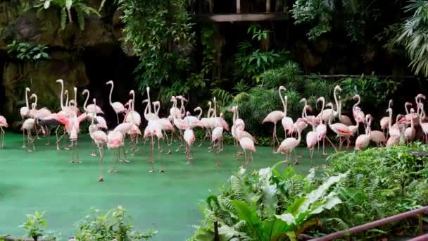 Grote Hoeveelheid Vogels Flamingo Pelikanen Scharlaken Ara Tijdens Een Dierentuin — Stockvideo
