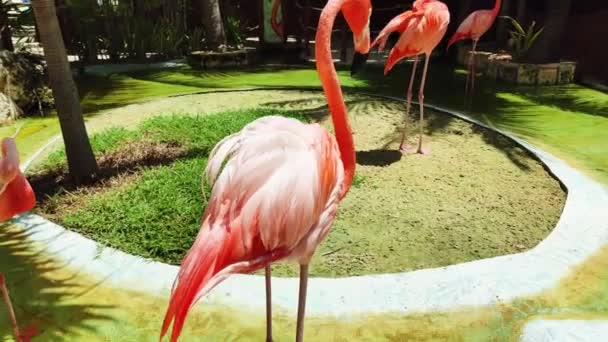 Eine Gruppe Junger Flamingos Zoo Videohintergrund Nahaufnahmen — Stockvideo