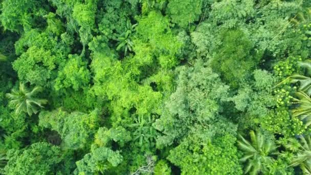 Вид Зверху Глибокий Зелений Ліс Або Джунглі Листя Зелених Дерев — стокове відео