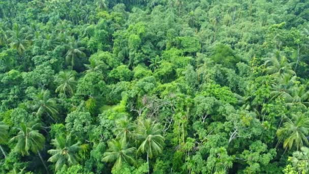 Αεροφωτογραφία Drone Άποψη Του Βαθύ Πράσινο Ζούγκλα — Αρχείο Βίντεο