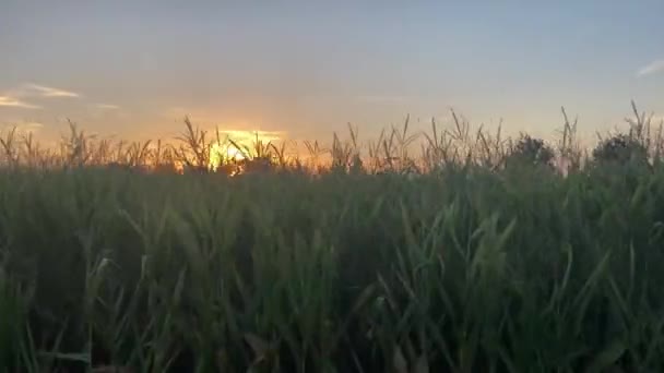 Kamera Közel Fut Egy Kukoricaföldhöz Háttérben Látható Napnyugta Olasz Vidéken — Stock videók