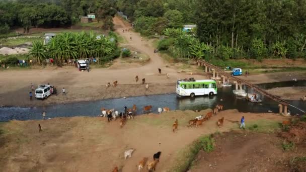牛群用过山车从河里喝水 — 图库视频影像