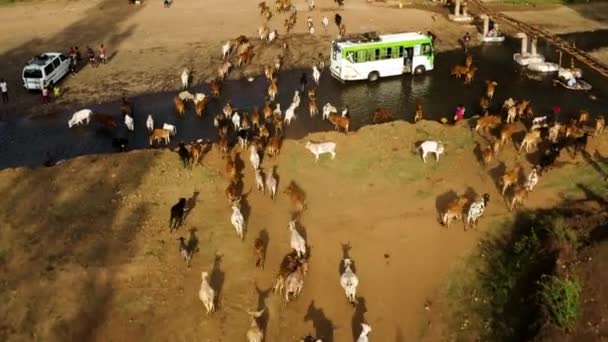 Eine Herde Kühe Überquert Die Stadt Von Der Weide Jinka — Stockvideo