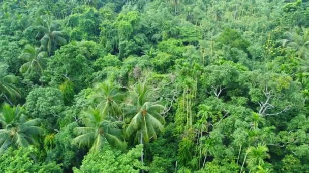 Vista Aérea Superior Del Bosque Verde Profundo Selva Las Hojas — Vídeo de stock