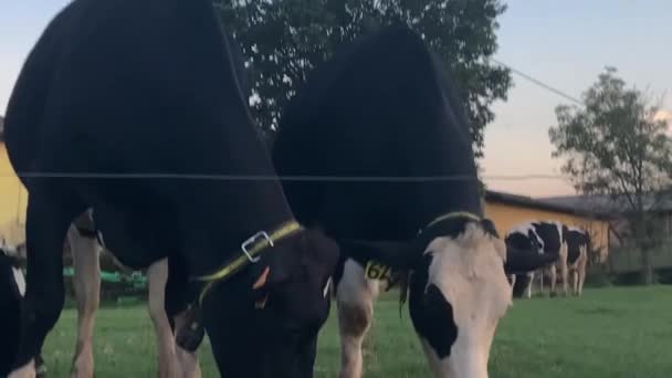 Portrét Pasoucí Krávy Louce Italském Venkově Koncem Léta Černá Bílá — Stock video