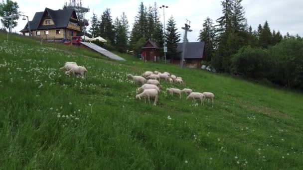 在波兰扎科潘附近的波兰鞑靼山附近的农田里放牧的一群羊的飞驰 以及著名的古巴罗夫卡山 30Fps平滑向前跟踪非常近 — 图库视频影像