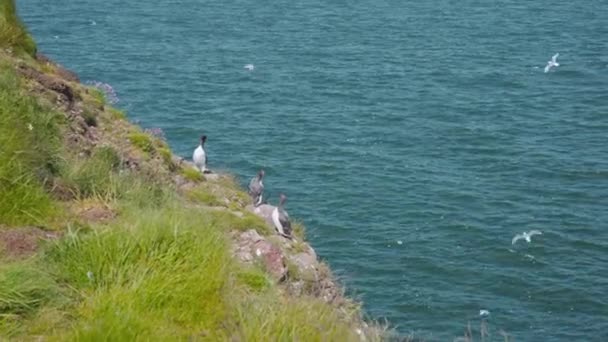 Zeekoeten Schotse Fowlsheugh Kliffen Andere Zeevogels Die Rondvliegen — Stockvideo