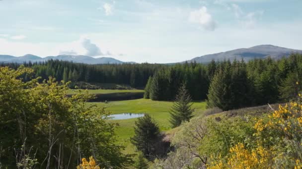 Evergreen Forest Lake Blossoming Bushes Spring Scotland — Stock Video