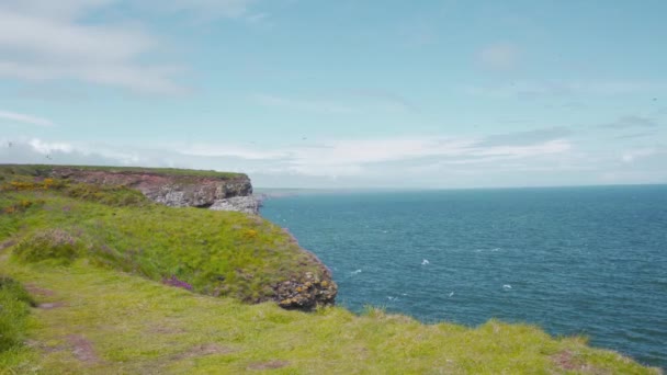 Travnaté Fowlsheugh Útesy Mořskými Ptáky Kolonie Létající Nad Skotsko — Stock video