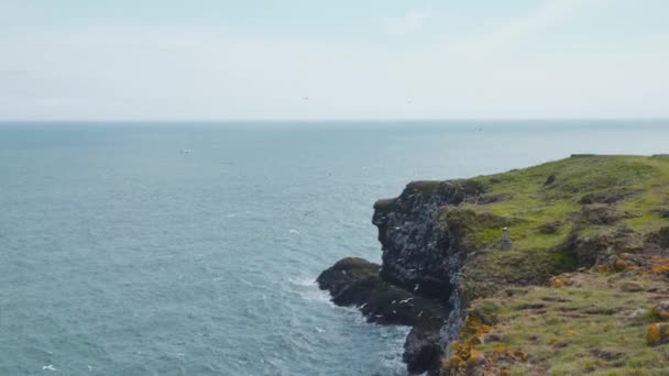 Αποικία Seabird Πάνω Από Απότομες Πλαγιές Της Ακτής Fowlsheugh Στη — Αρχείο Βίντεο