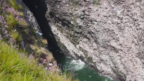 Seabird Colony Flying Sea Cliff Crevice Fowlsheugh Scotland — Stock Video