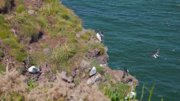 Kittiwake Gillemot Mořští Ptáci Sedí Skotských Fowlsheugh Útesech — Stock video