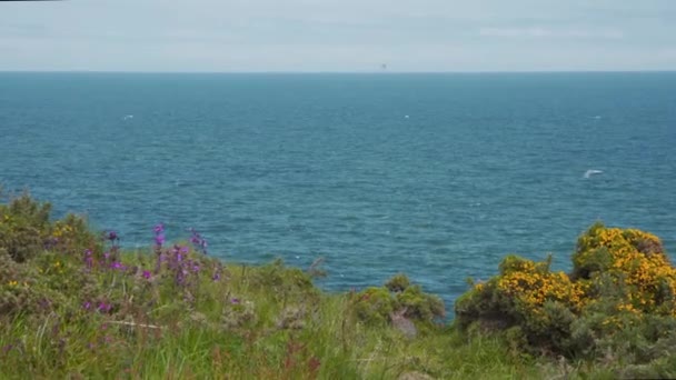 Flores Florecientes Acantilado Fowlsheugh Con Aves Marinas Escocia — Vídeo de stock