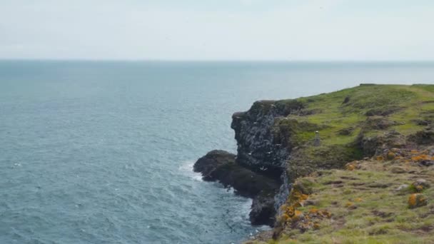 Colonias Aves Marinas Volando Sobre Acantilados Costa Fowlsheugh Escocia — Vídeo de stock