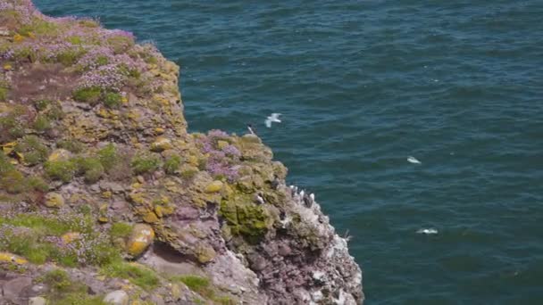 Гильмоты Скале Фаулшо Другие Морские Птицы Летающие Вокруг Шотландия — стоковое видео