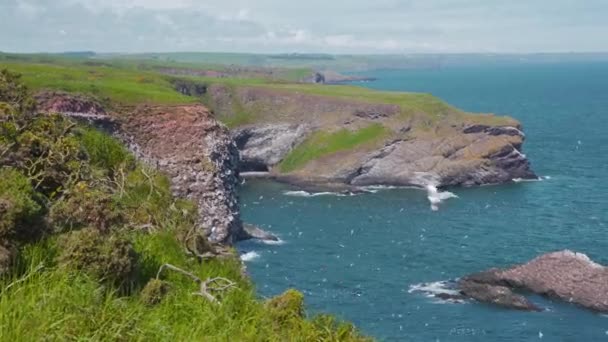 Seagull Hovering Fowlsheugh Cliffs Seabird Colony Scotland — Stock Video