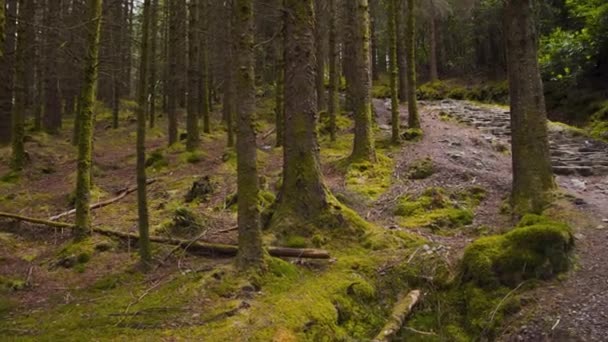 スコットランドのグレン ローチャンにある石段のある緑の苔生林 — ストック動画