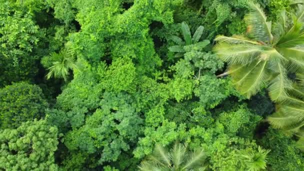 Vista Aérea Superior Del Bosque Verde Profundo Selva Las Hojas — Vídeos de Stock