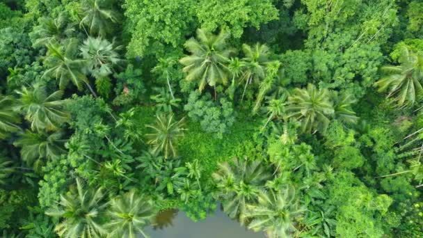 Letecký Nebo Bezpilotní Pohled Záběr Hluboké Zelené Džungle — Stock video