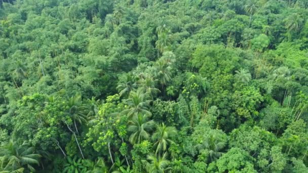 Εναέρια Κορυφαία Άποψη Του Βαθύ Πράσινο Δάσος Ζούγκλα Φύλλα Των — Αρχείο Βίντεο