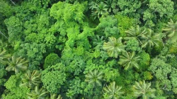 Вид Зверху Глибокий Зелений Ліс Або Джунглі Листя Зелених Дерев — стокове відео
