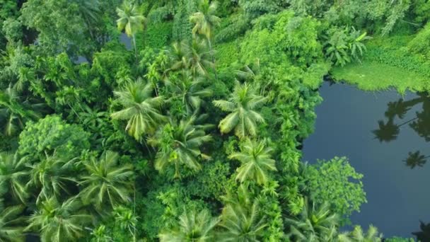深い緑のジャングルの空中またはドローンビューショット — ストック動画