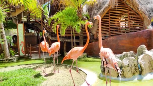 Een Groep Jonge Flamingo Dierentuin Video Achtergrond Close Shots — Stockvideo
