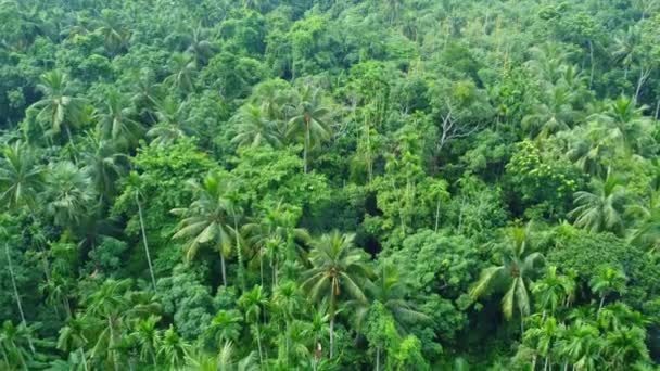 Vista Aérea Drones Selva Verde Profunda — Vídeos de Stock