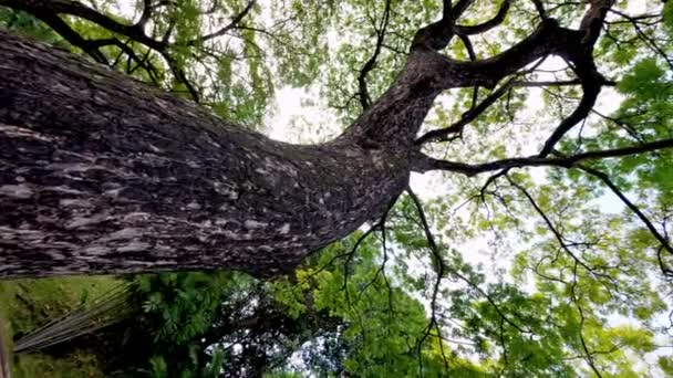 Обертання Вершини Дерева Зеленими Золотими Гілками Листям Під Час Заходу — стокове відео